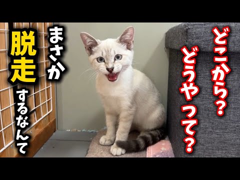猫の動画サムネイル - 子猫が脱走しました…謎多き不可解な出来事