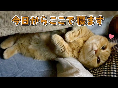 寒い夜はお布団でママに甘えてから寝る猫が可愛すぎる…！！