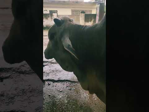 बारिश का आनंद लेते हुएनंदी महाराज #bull