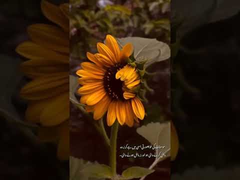 Bird Sounds Spectacular: Morning Bird Sound #flowers #nature #quotes