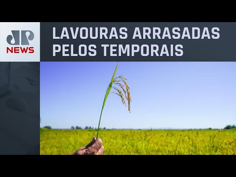 Produção de arroz do RS deve ter prejuízo de R$ 68 milhões