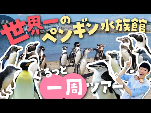 猫の動画サムネイル - え！外の海を泳いでる！？世界一ペンギンに会える「長崎ペンギン水族館」を徹底解説ツアー🐧