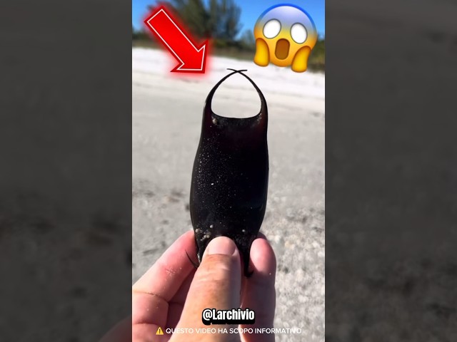 HO TROVATO UNA BORSETTA DI SIRENA 😱 - TI SPIEGO COS'È #curiosità #informative