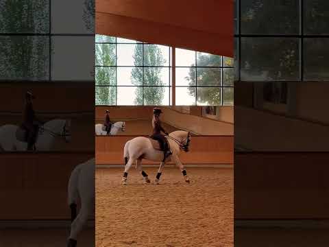 PRACTICED FOR HOYSSS What is your Favorite chocolate? #horse #equestrian #happyhorse