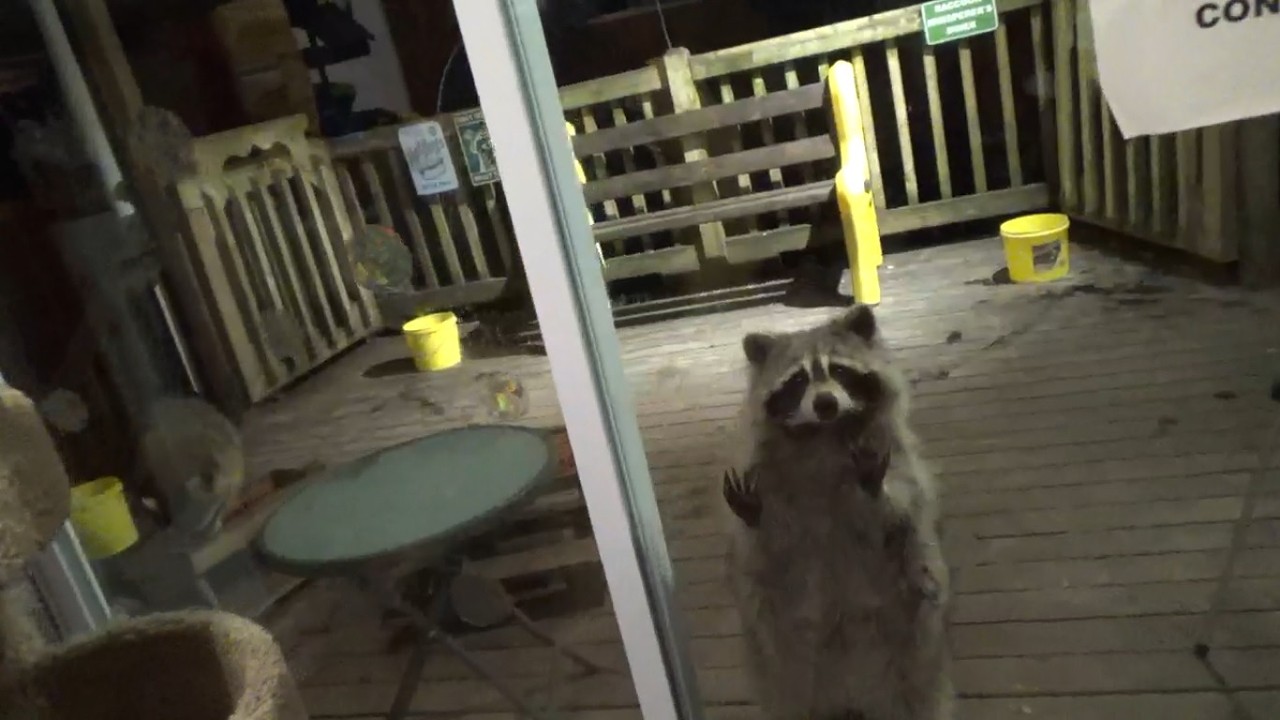 Tuesday Pt 1 Raccoon Diner