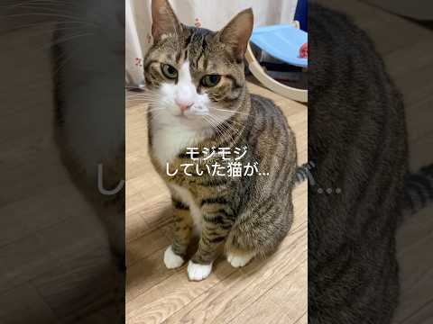 猫の動画サムネイル - モジモジしていた猫が変わった#cats #shorts #球太