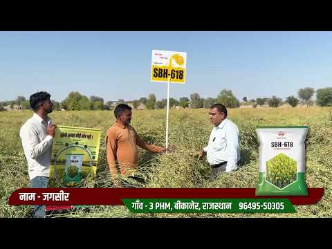 बेहतरीन पैदावार के लिए SECRET फार्मिंग तकनीक - Super Seeds 618 हाइब्रिड सरसों बीज!