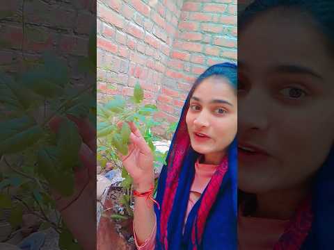 मेरे अंगना में तुलसी का पेड़ मुझे बड़ा प्यारा लगे आज तुलसी मां का शादी है