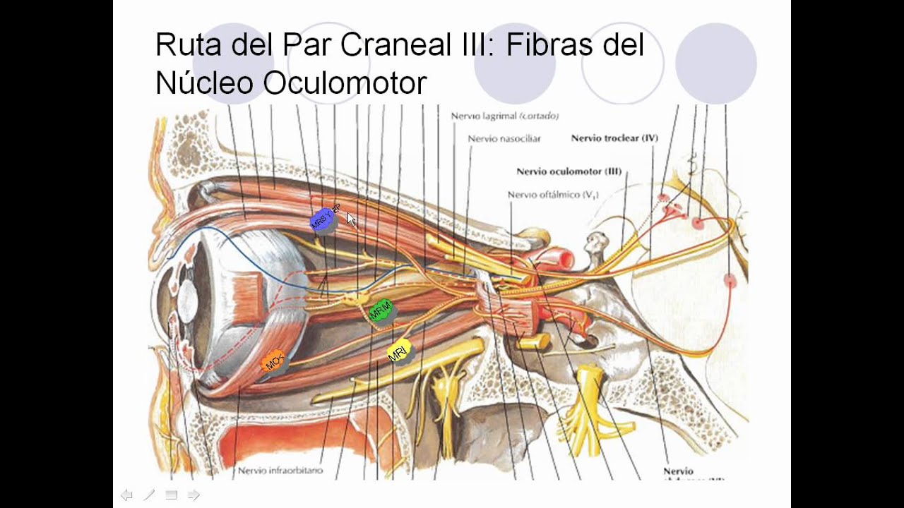 Anatomía: Cabeza - Pares Craneales III, IV y VI - YouTube