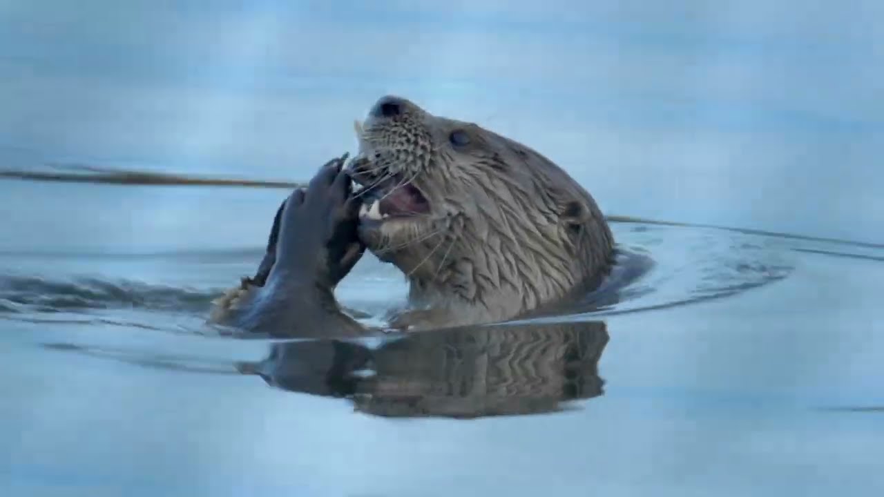 Wild Uruguay: Life in the Wildest Corner of the World | Free Documentary Nature