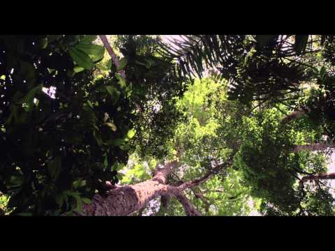 Amazonia'