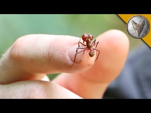 Авантуристот дозволи да го касне мравката наречена „сечач на листови“