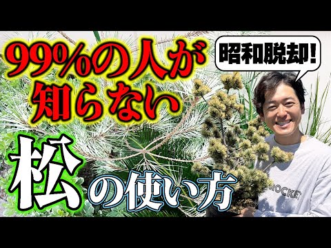【松ブーム再び】令和のお庭は「松」で最高にカッコよくなる！