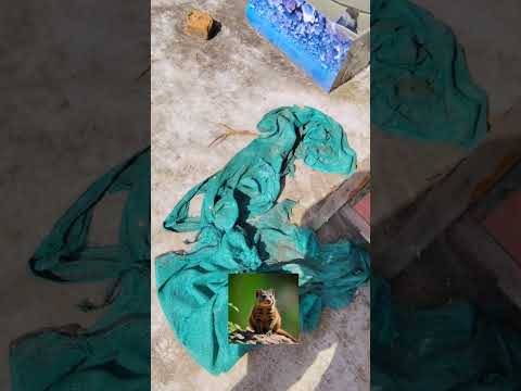 parava 🥲#pigeon #kabutar #kerala #love #parava #shorts #shortvideo #youtubeshorts #youtuber #youtube