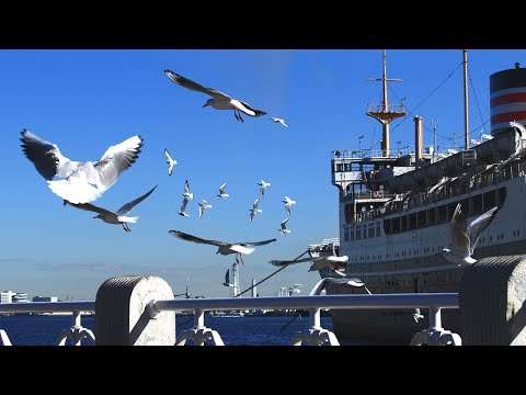 かもめが翔んだ日 - 渡辺真知子（フル）
