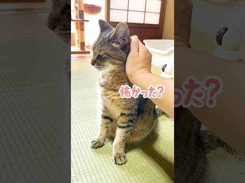 野生の鹿が庭に現れた時の元野良猫の反応が…汗 #元野良猫 #鹿 #猫ッチョファミリー