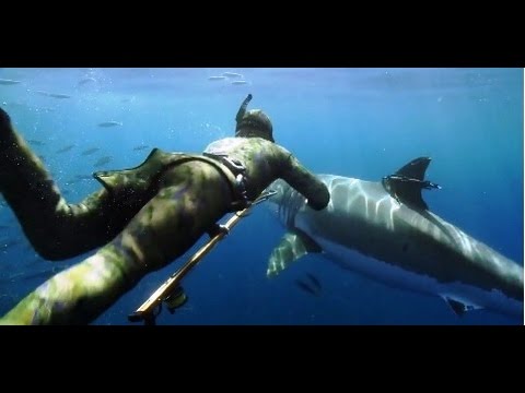 Great White Shark: Beyond the Cage of Fear'