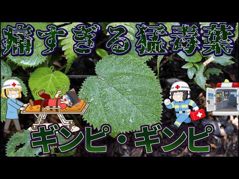 【ゆっくり解説】痛すぎる猛毒の葉っぱ！ギンピ・ギンピ