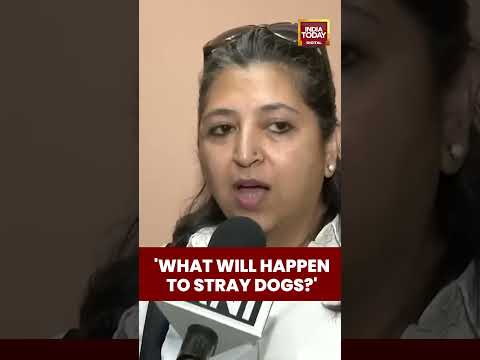 'What Will Happen To Stray Dogs': Delhi-NCR Resident Reacts to Apex Court's Stray Dog Decision