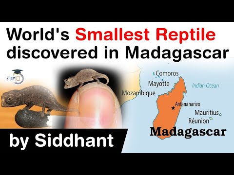 World’s smallest reptile discovered from Madagascar - Know facts about Brookesia nana #UPSC #IAS
