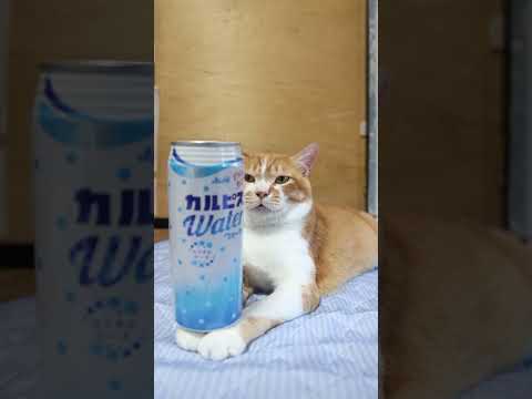 癒しの猫動画｜250911のせ猫の日常とかわいい瞬間 サムネイル