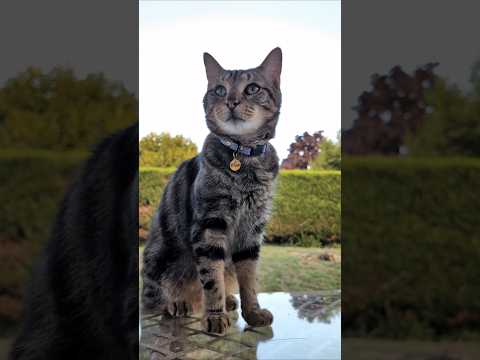 Vous le trouvez comment ? 😻💞 #chat #chatmignon #cat #chatdrole