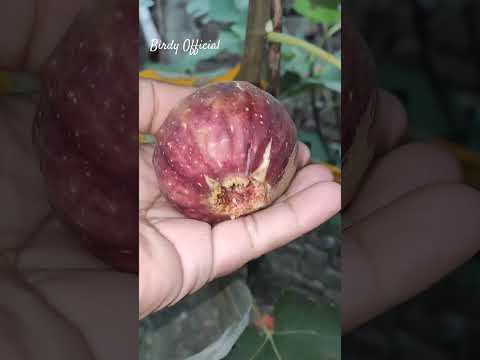 Super Jumbo DK Fig #homegarden #harvesting #fruit #farming #satisfying #fruitcutting #cuttingskills