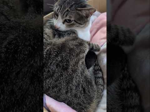 睡眠を優先する猫🐱 - Cats make sleep a priority - #shorts #cat