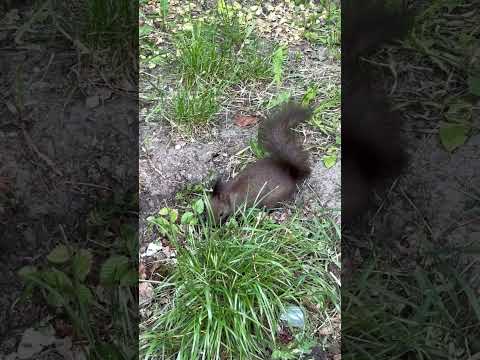 Fearless Squirrel Plays in the Grass #squirrel #animals #shorts