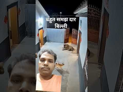 #animals #cutedog #बिल्ली