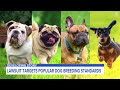 Bye bye, bulldogs? Lawsuit targets popular dog breeding standards  - 01:34 min - News - Video