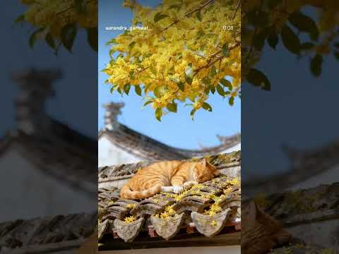 cat sleeps in autumn #japan #cat #anime #viralvideos #viral #wow #fypシ゚viral #funny #cute #makeup
