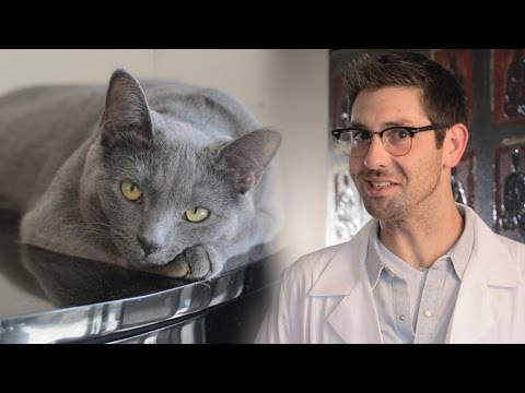 CATventions - Cat Inventions To Streamline Your Life