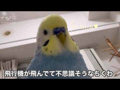 #182 飛行機の音が不思議なちくわが可愛い #セキセイインコ #セキセイインコちくわ #ちくわ #パステルレインボー #男の子 #ちくわちゃんねる #3歳 #お喋り