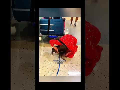 funnydogs#cute#doglover#doglife#cure#dogshorts#pet#doglife#dogshorts