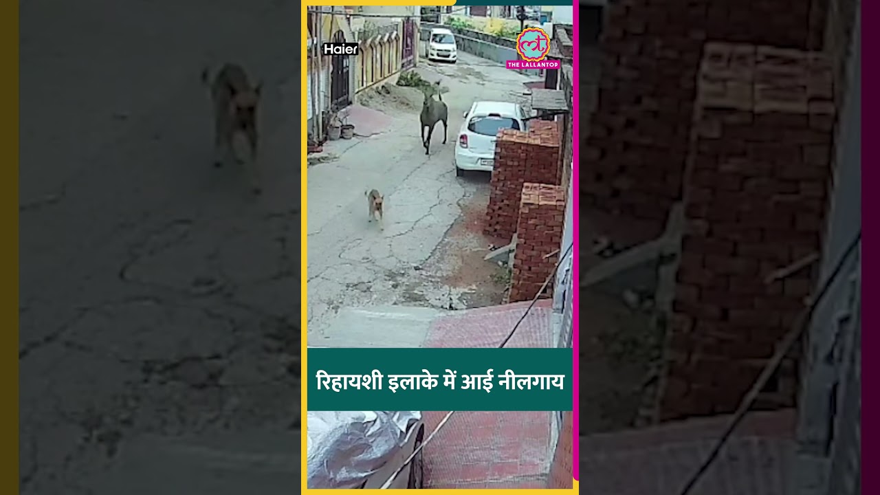 UP के Bijnor में जंगलों से रिहायशी इलाके में पहुंची नीलगाय, जमकर उत्पात मचाया #shorts