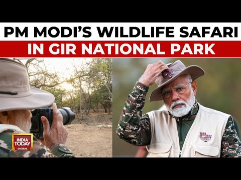 PM Modi Embarks On Lion Safari At Gir Wildlife Sanctuary On World Wildlife Day | India Today