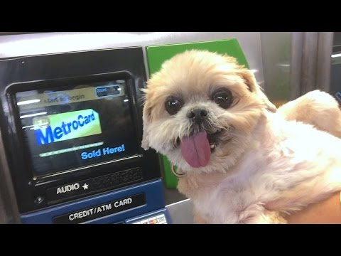 Marnie the Dog - Subway Adventure