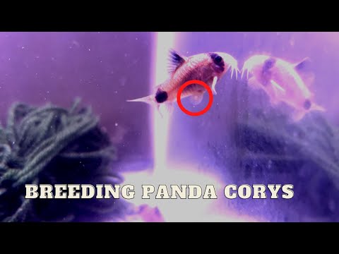 Breeding Panda Corydoras (The Labor Of Love) Panda Corydoras are a active species of catfish and in my opinion simple to breed.  Even though they