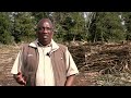 US tariffs leave South African sugar cane growers with a bitter taste | REUTERS  - 02:52 min - News - Video