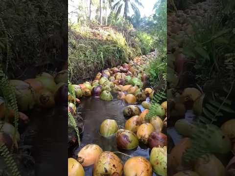 how to agriculture #farming #facts #fruit #mango #automobile #pepperspray #farming101