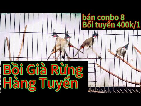 Mào Bổi Già Rừng . Bổi tuyển combo 4 và 8 con... lh 0962173954
