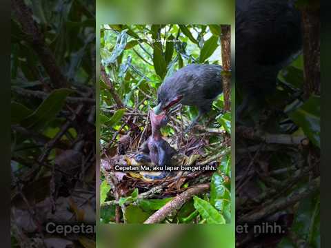 kasih makan anaknya #shorts #short
