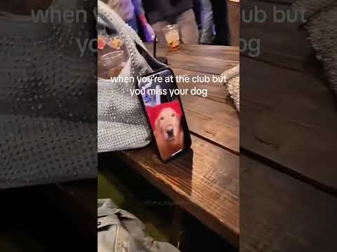 #funnydogs#cute#doglover#doglife#cure#dogshorts#pet#doglife#dogshorts