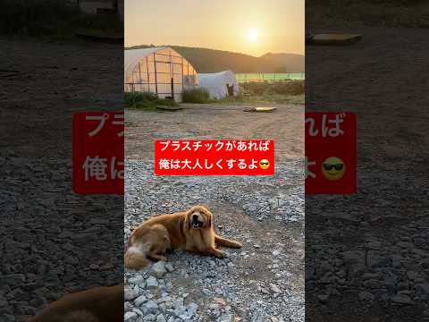 犬の動画サムネイル - 遂に卒業か魔の2歳児😈#shorts #puppy #goldenretriever #ゴールデンレトリバー子犬 #癒し #ミント君