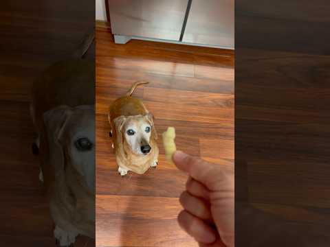Lacey Loves Trader Joe's Crunchy Curls! #dachshund Here's a playlist of our aquariums, turtles, and fish_ https_//www.youtube.com/watch?v=1z6lsyCZ9Dk&l