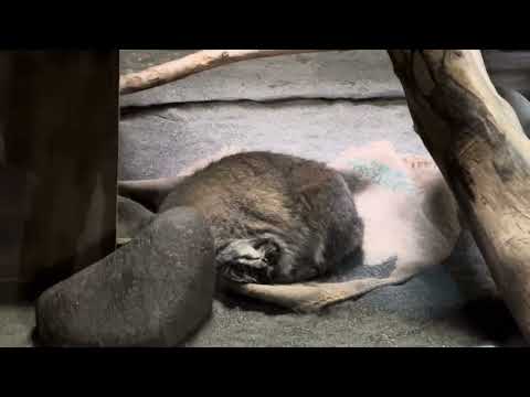 アブリコースちゃんが寝るお部屋の前にプリームラママ☺️ マヌルネコ　上野動物園にて　2025年3月6日 サムネイル