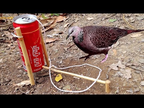Upload mp3 to YouTube and audio cutter for Amazing Quick Bird Trap From Cans Coca-Cola download from Youtube