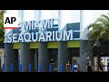 Nearly 70-year-old Miami Seaquarium gets eviction notice