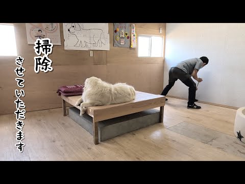 犬の部屋掃除とク-ラ-の点検させていただきます・・・。 #メイちゃんねる #マダニ
